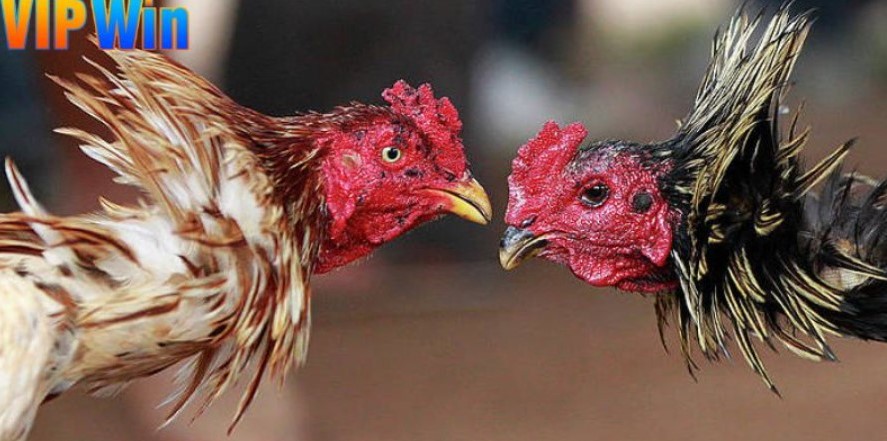 Kinh nghiệm của các kì cựu